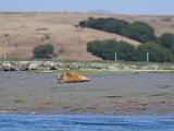 Elkhorn Slough 003